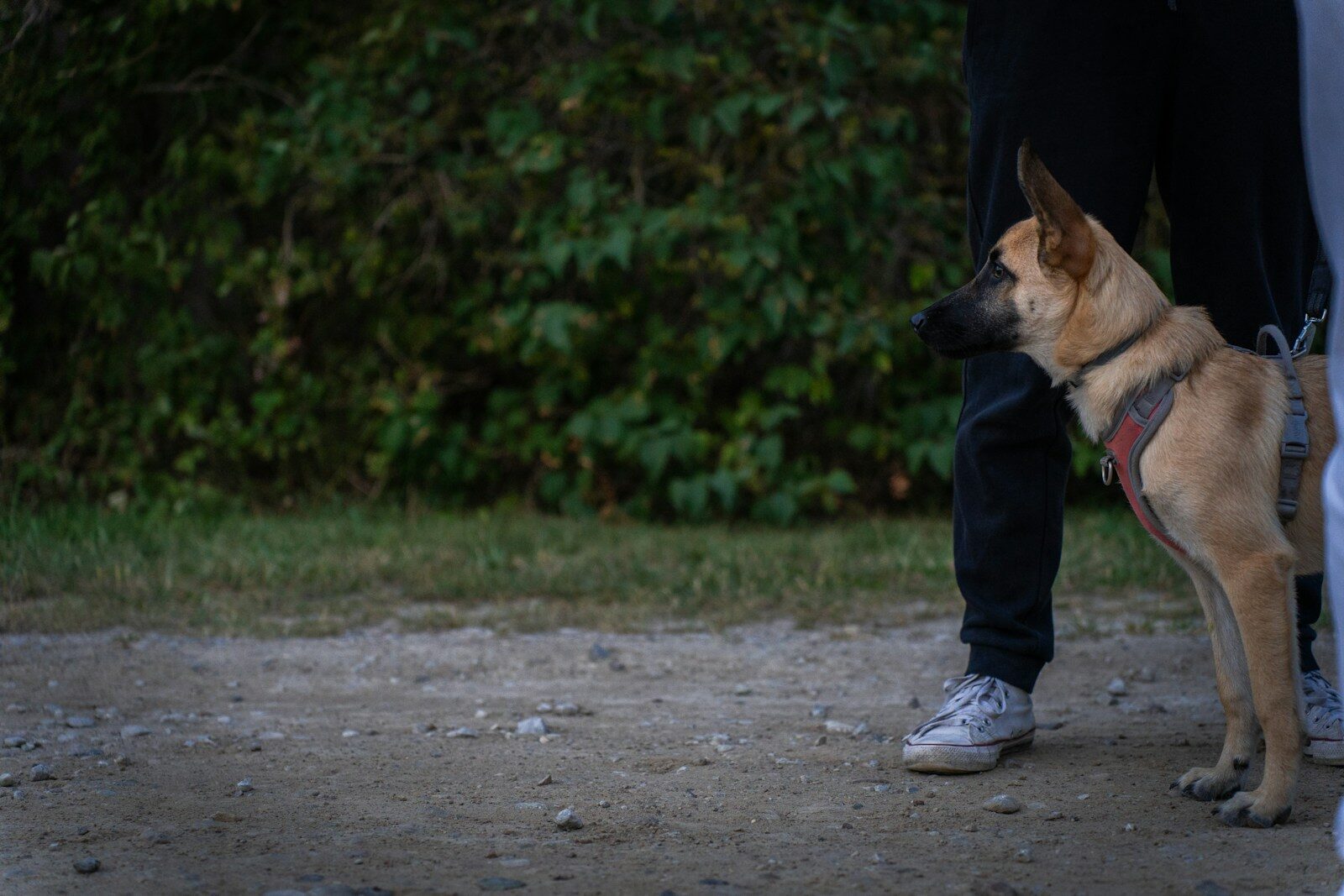 Photo by Anastasiya Badun a dog standing next to a person on a dirt road
