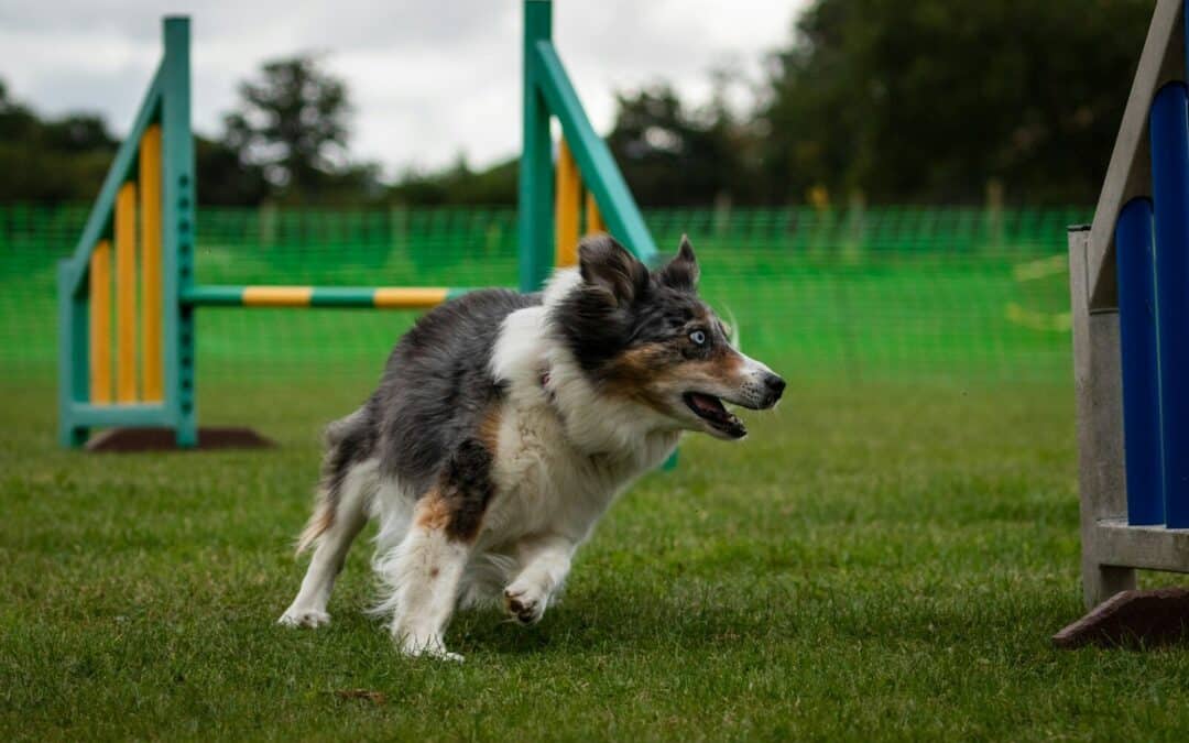 Dog Obedience Training in Arlington, Virginia – A Guide to Finding the Right Trainer