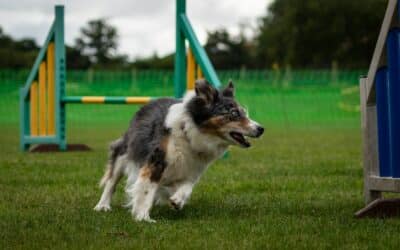 Dog Obedience Training in Arlington, Virginia – A Guide to Finding the Right Trainer