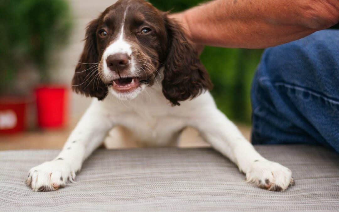 Leash Pulling in Arlington? Here’s How Dog Obedience Training Changes Walks for Good
