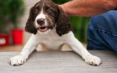 Leash Pulling in Arlington? Here’s How Dog Obedience Training Changes Walks for Good