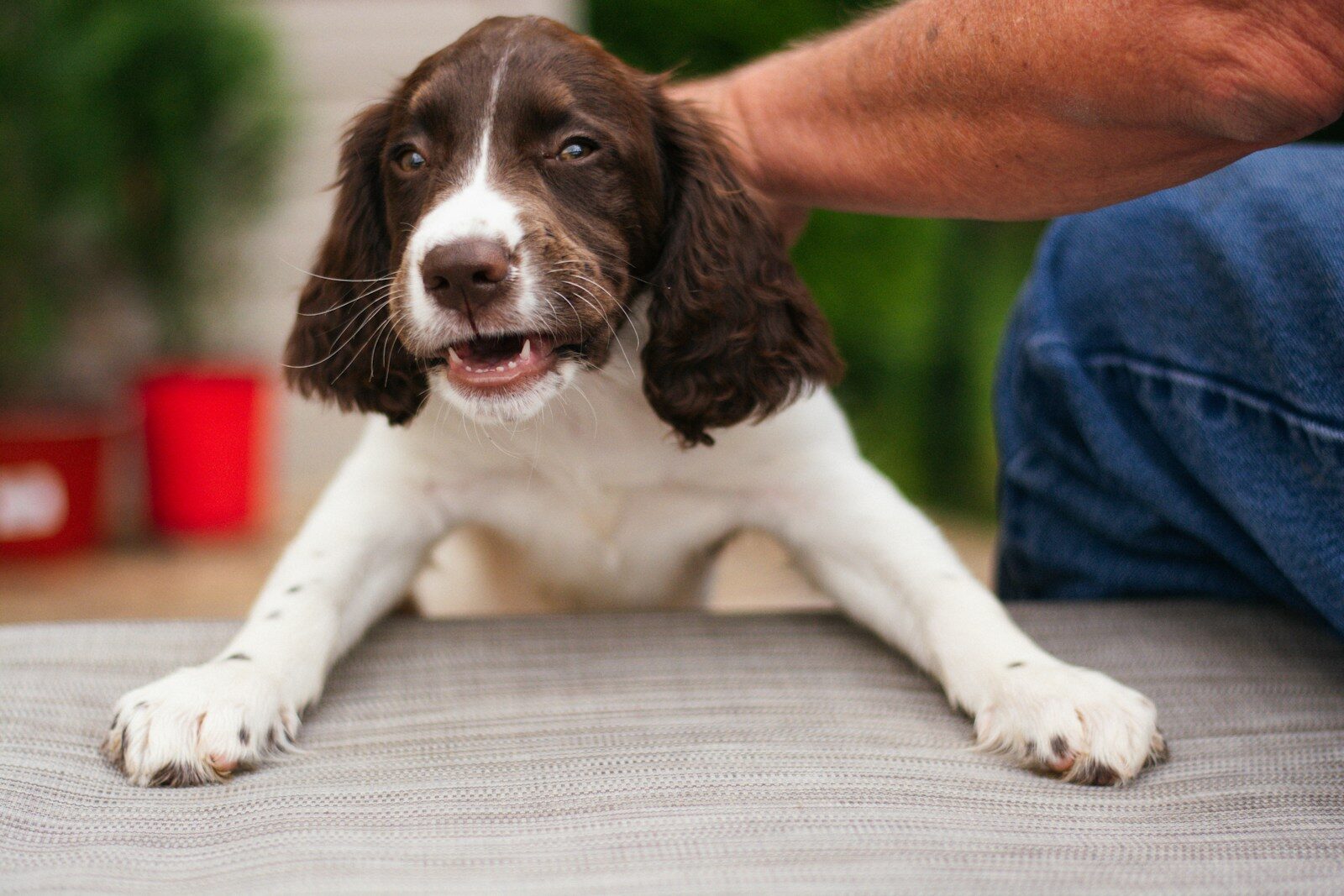 A brown and white dog sitting on top of a wooden floor