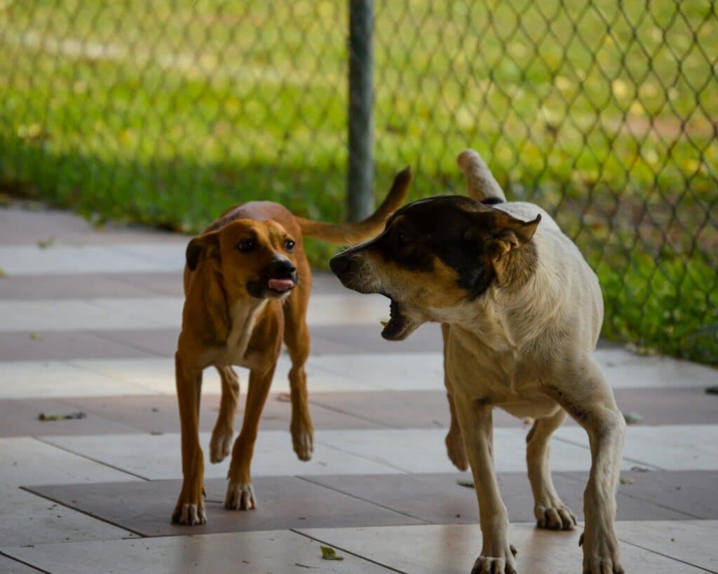 a couple of dogs playing with each other