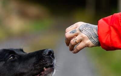 Dog Training Whistle: How Trainers Use Whistle Commands for Reliable Recall and If They’re Really Worth It