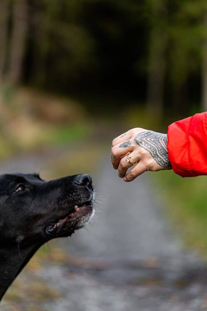 dog training whistle