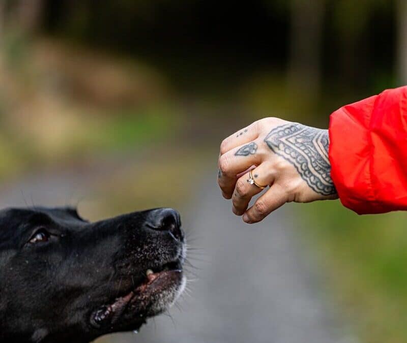 Dog Training Whistle: How Trainers Use Whistle Commands for Reliable Recall and If They’re Really Worth It