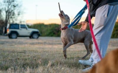 How Much Is Dog Training? A Realistic Cost Guide for DMV Dog Owners