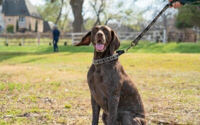 Dog Training in Washington DC for Real-Life Obedience and Better Behavior