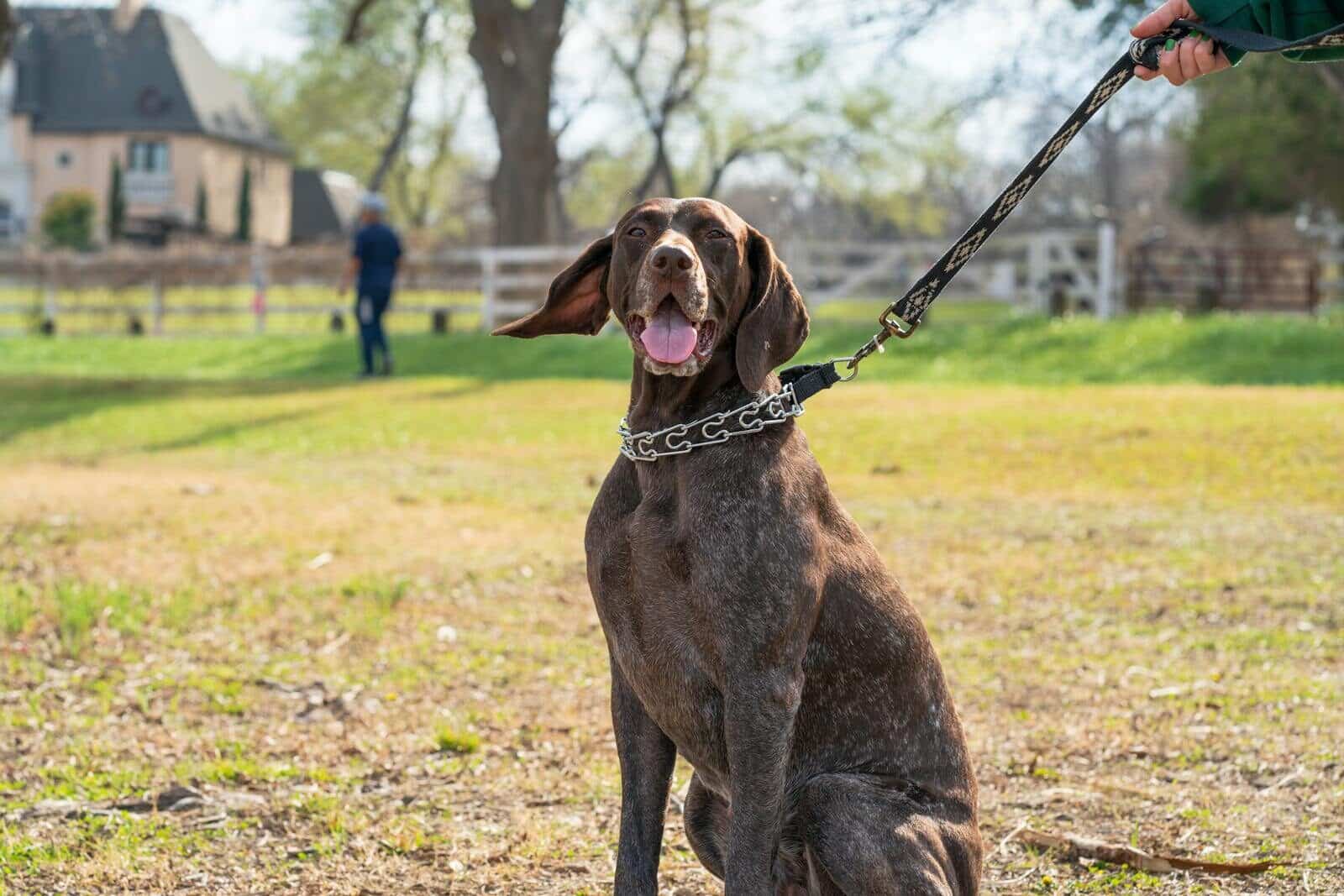 dog training in washington dc