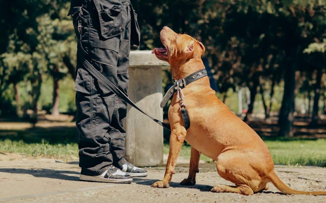 Obedience Training for Dogs in Annapolis, Maryland: A Practical Checklist for Better Behavior