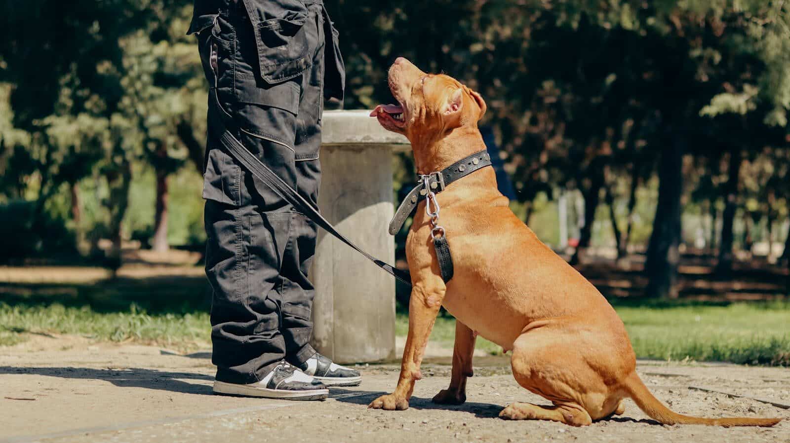 A brown American Pit Bull Terrier sitting obediently next to a man's legs in a park.