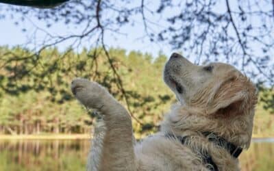 Obedience Training for Dogs in Frederick, Maryland: Why Structure Beats Quick Fixes