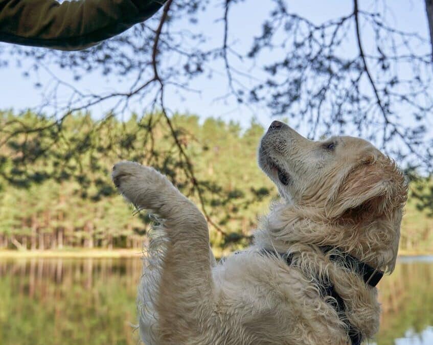 Obedience Training for Dogs in Frederick, Maryland: Why Structure Beats Quick Fixes