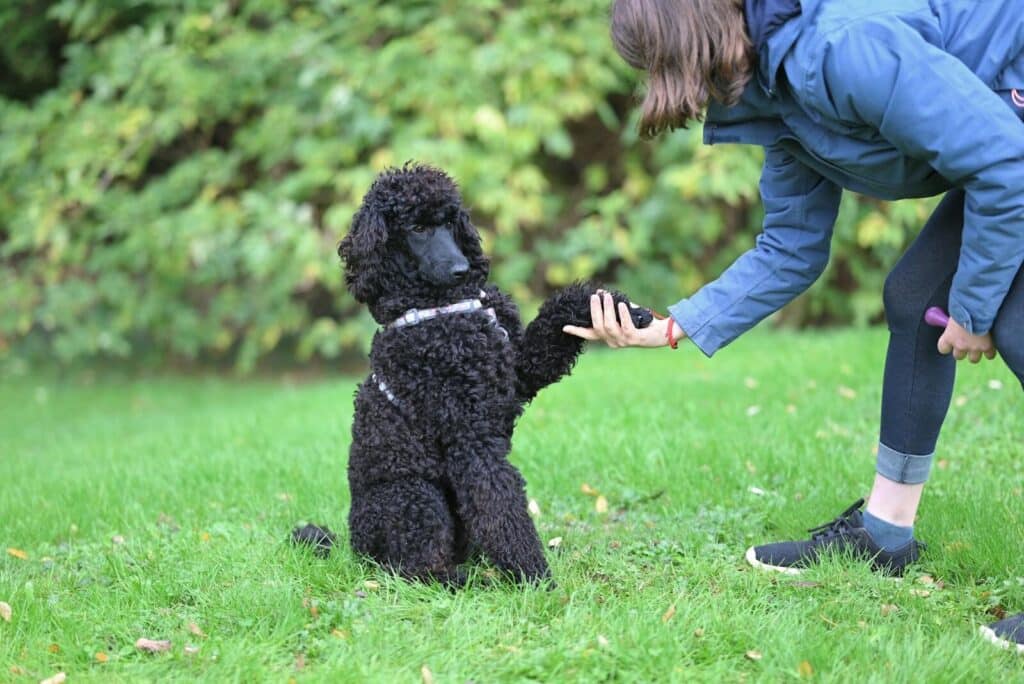 A black poodle dog shakes hands with its owner on a grassy field, showcasing a training moment.