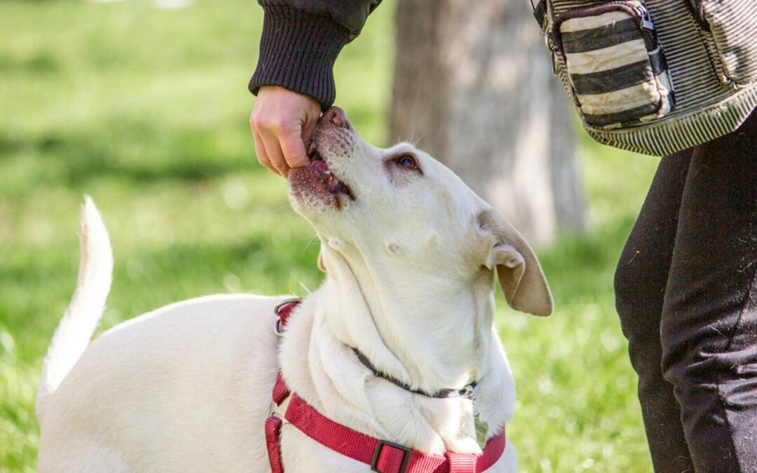 Dog Training in Silver Spring, Maryland That Supports Long-Term Success