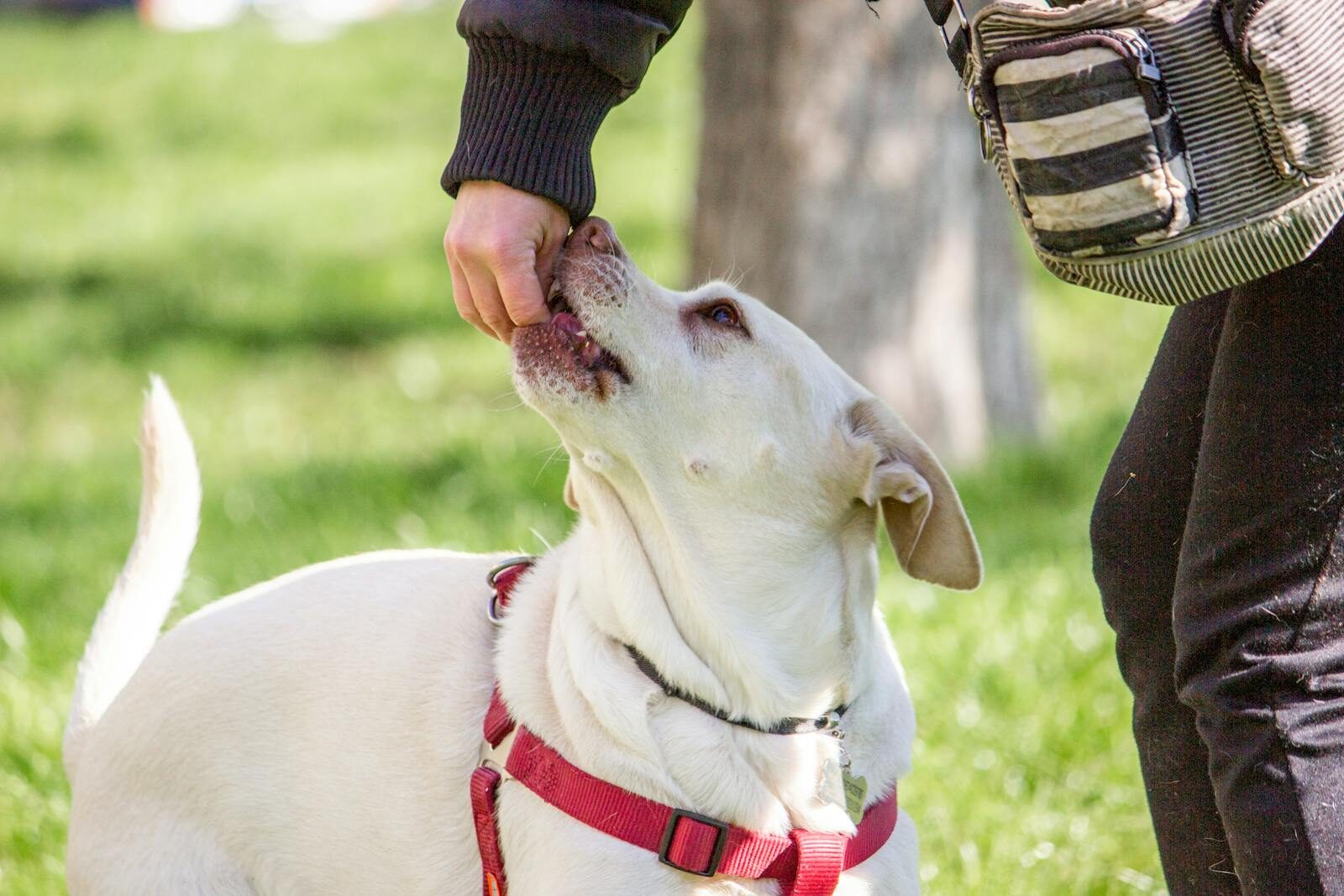dog training in silver spring maryland