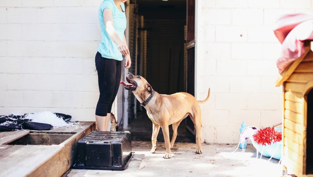 Woman interacts with her dog outdoors next to a white wall, showcasing pet training.