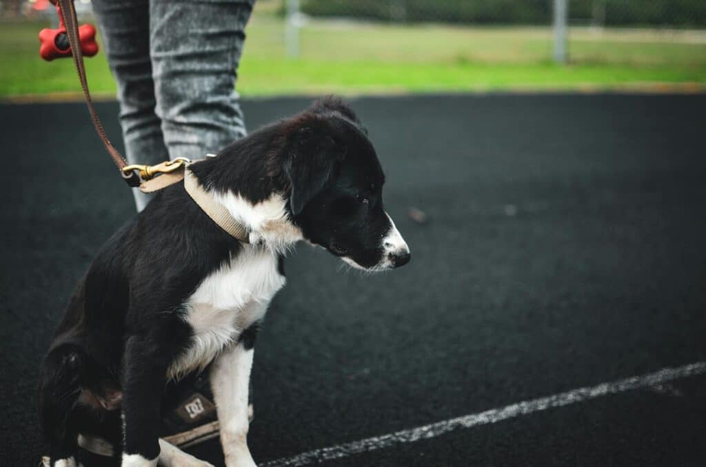 obedience training for dogs