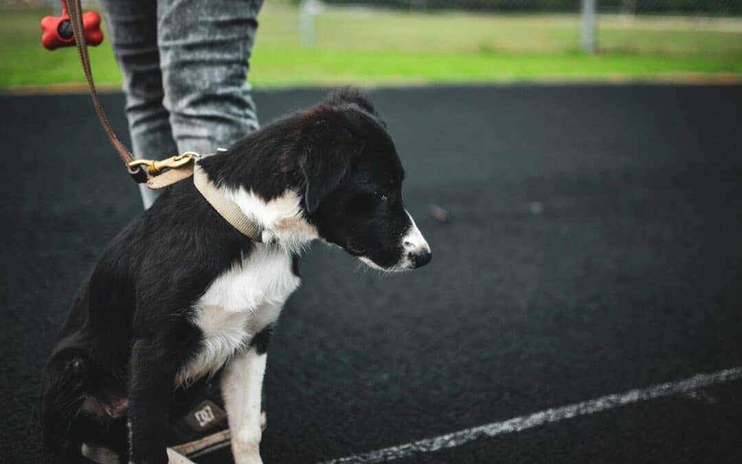 Obedience Training for Dogs in North Bethesda, Maryland: What It Is and How the Process Works