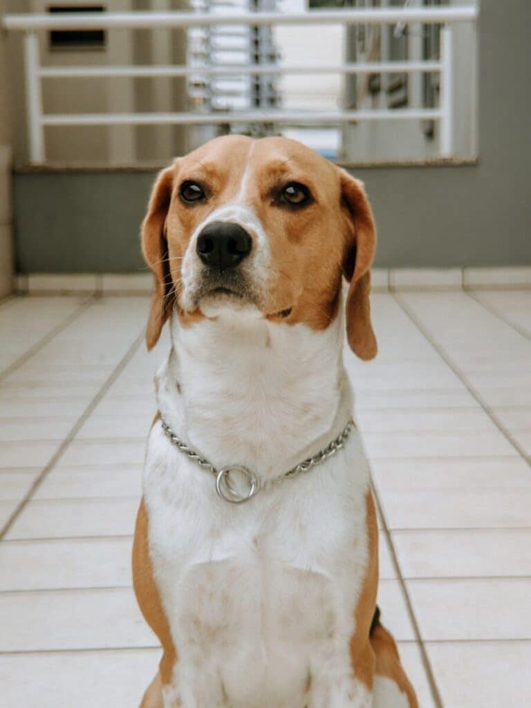 A tri-colored beagle dog sits attentively on tiled floor.