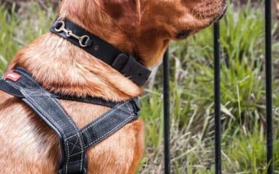 Best Dog Training Collars: Understanding Options and When Trainers Use Them