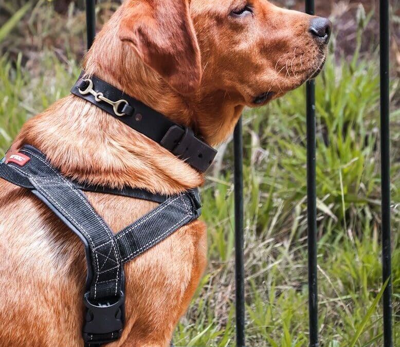Best Dog Training Collars: Understanding Options and When Trainers Use Them
