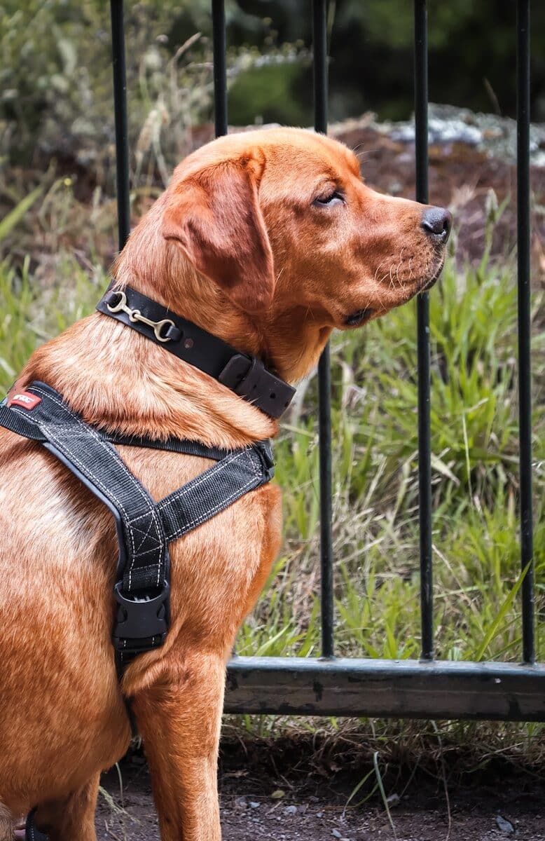 Photo by Stephanie Chriselle best dog training collars