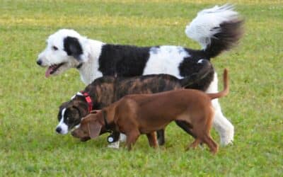 Dog Training in Frederick, Maryland for Dogs Who Need Clearer Guidance