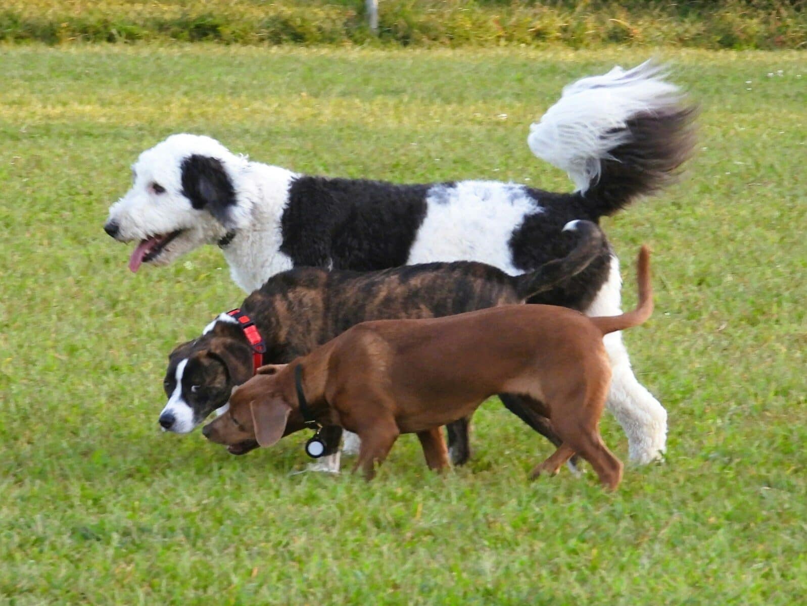 Photo by Vito Natale dog training in Frederick Maryland