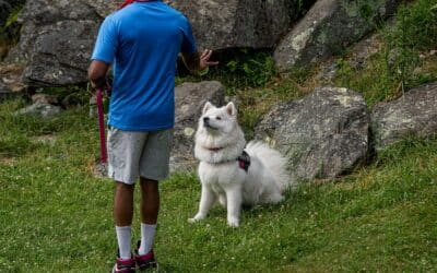 Dog Trainer in the DMV: A Complete Guide to Finding the Right Trainer for Your Dog
