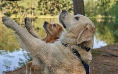Dog Treats for Training: Why Motivation and Timing Matter