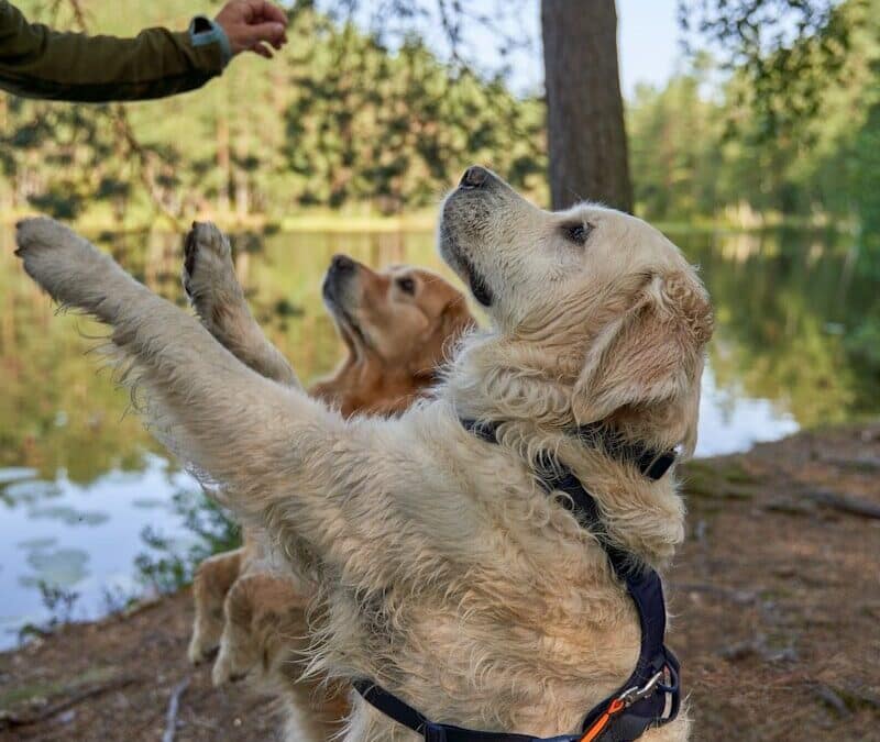 Dog Treats for Training: Why Motivation and Timing Matter