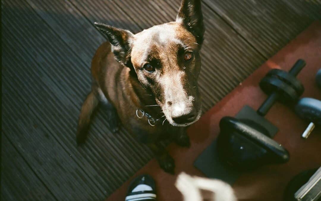 Dog Training Supplies: A Practical Guide for Building Better Habits