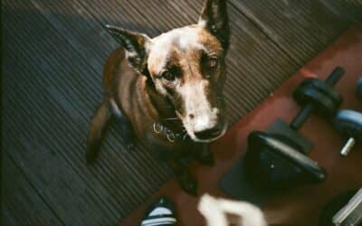 Dog Training Supplies: A Practical Guide for Building Better Habits