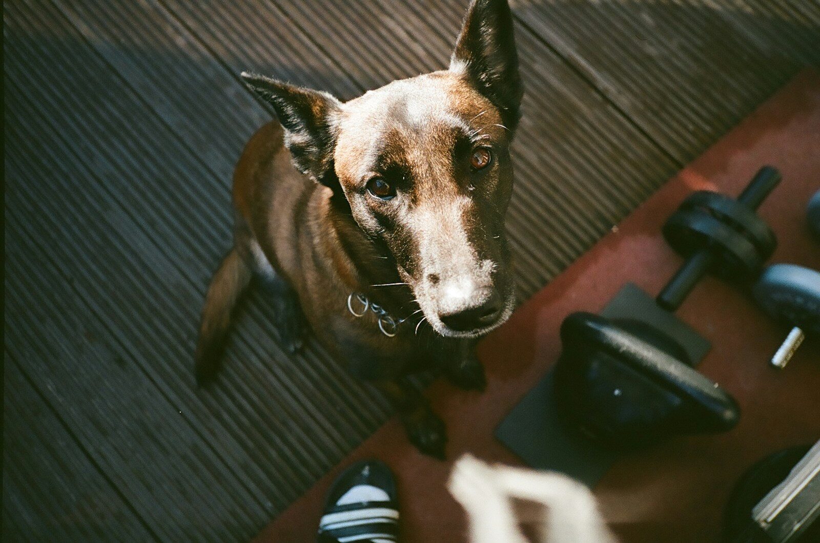 dog training supplies