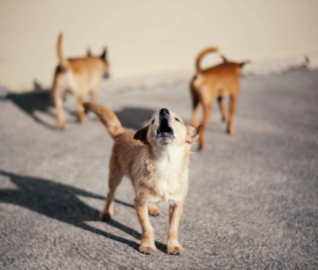 dog reactivity training