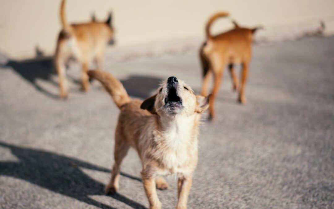 Dog Reactivity Training: A Step-by-Step Guide to Helping Reactive Dogs in the DMV