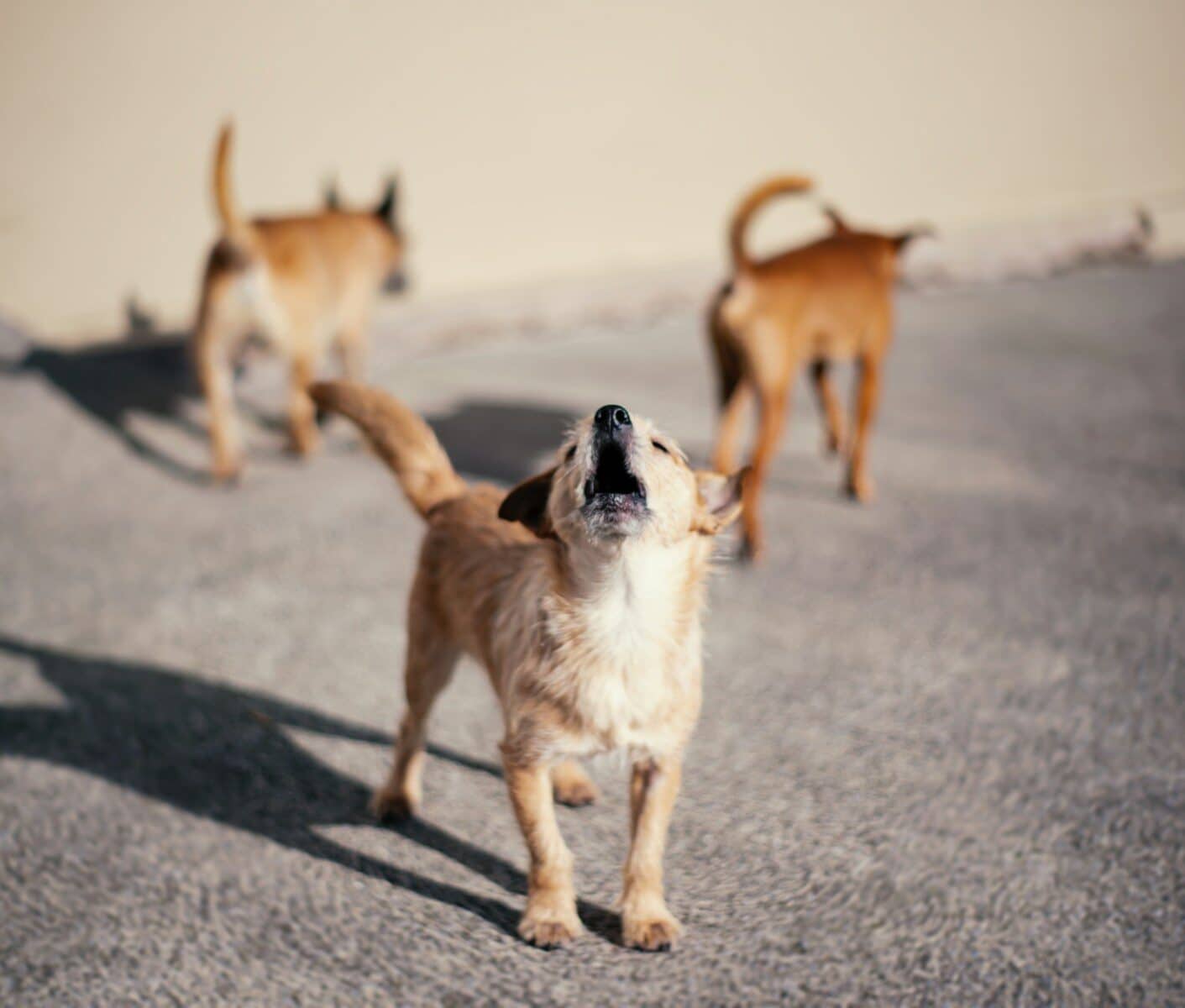 Photo by Jason Murphy dog reactivity training