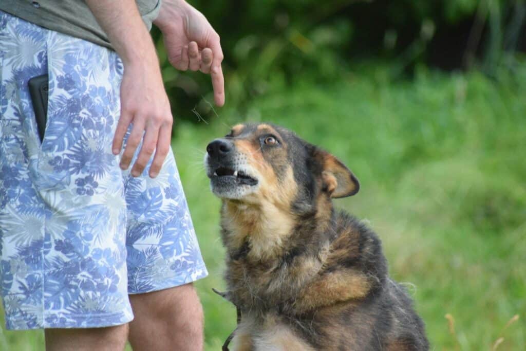 Person pointing at a dog with a concerned expression
