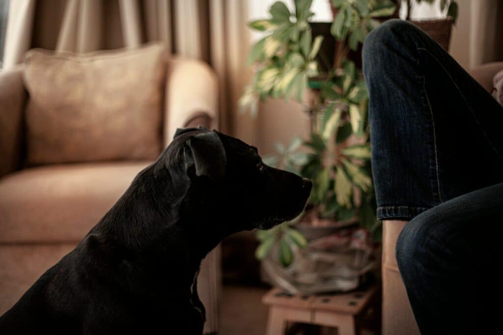 Black dog looking at person in living room
