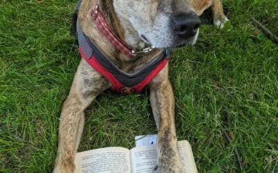 Dog Training Books: What They Can Teach You (and Their Limitations)
