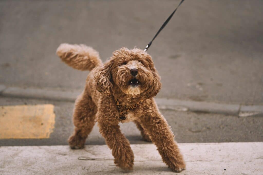 A fluffy brown dog on a leash walks outside.
