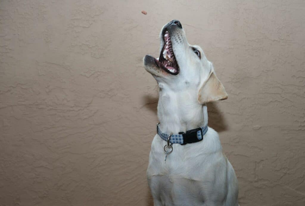 a white dog with its mouth open and it's mouth wide open