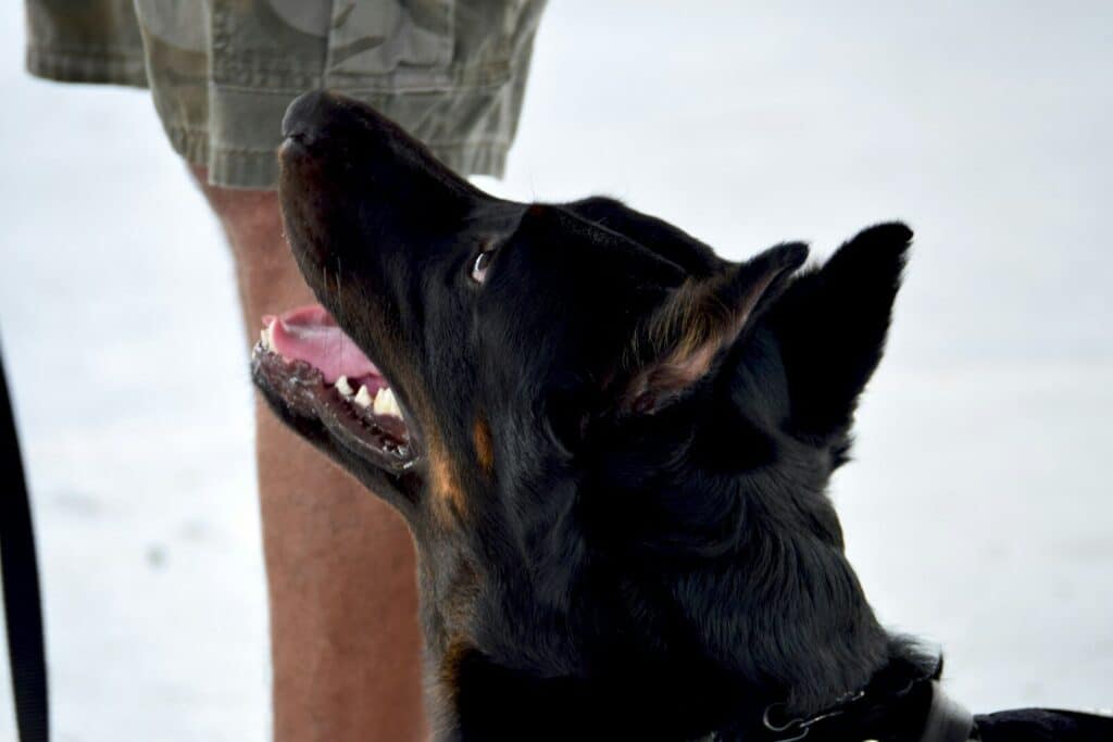 short-coated black dog