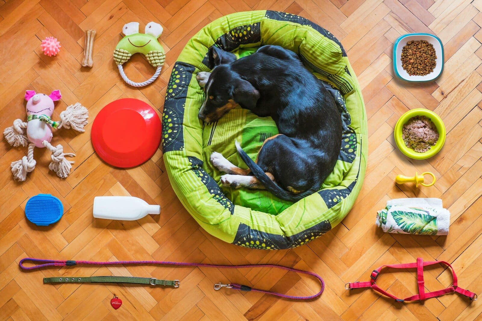 Photo by Mathew Coulton dog training tools