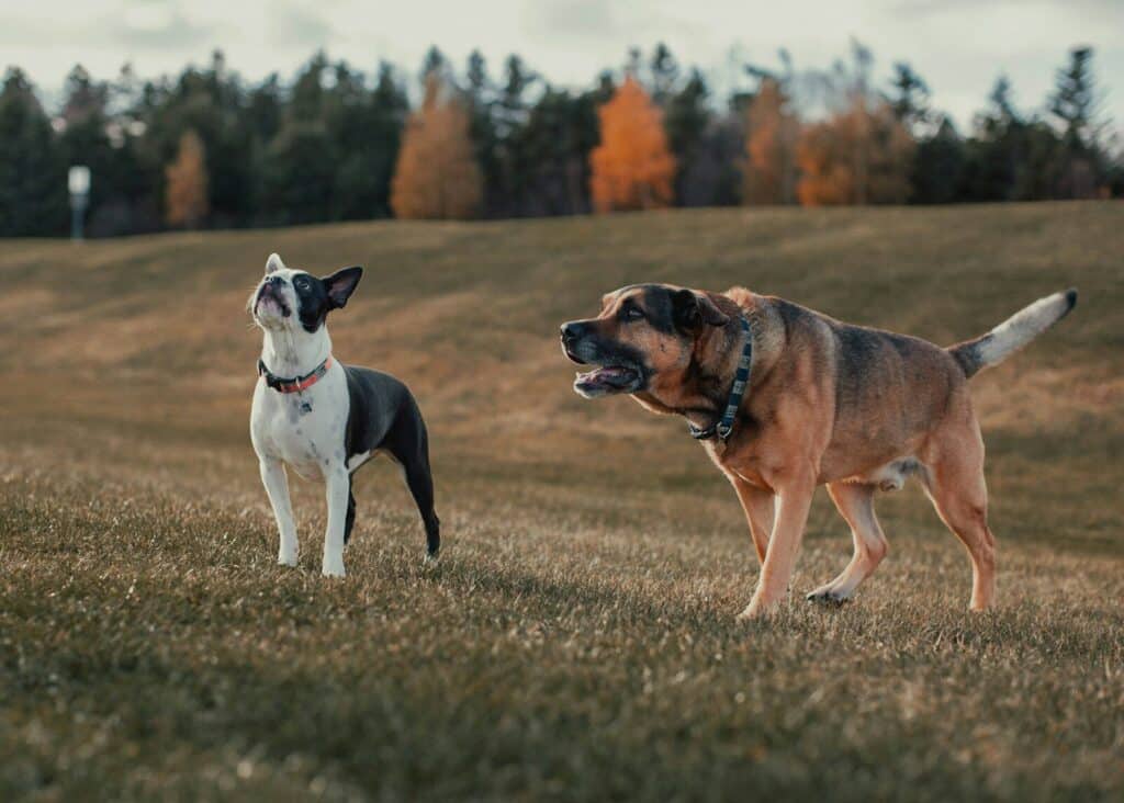 black and white short coated dog running on green grass field during daytime