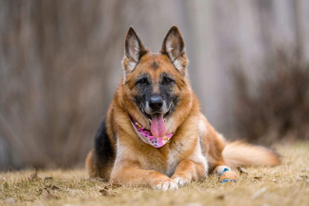 A german shepherd dog wearing a bandana lies down.