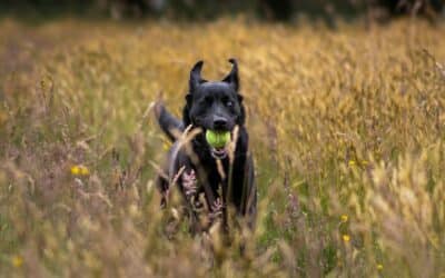 Dog Trainer in Bethesda, Maryland for Dogs Who Need Better Structure