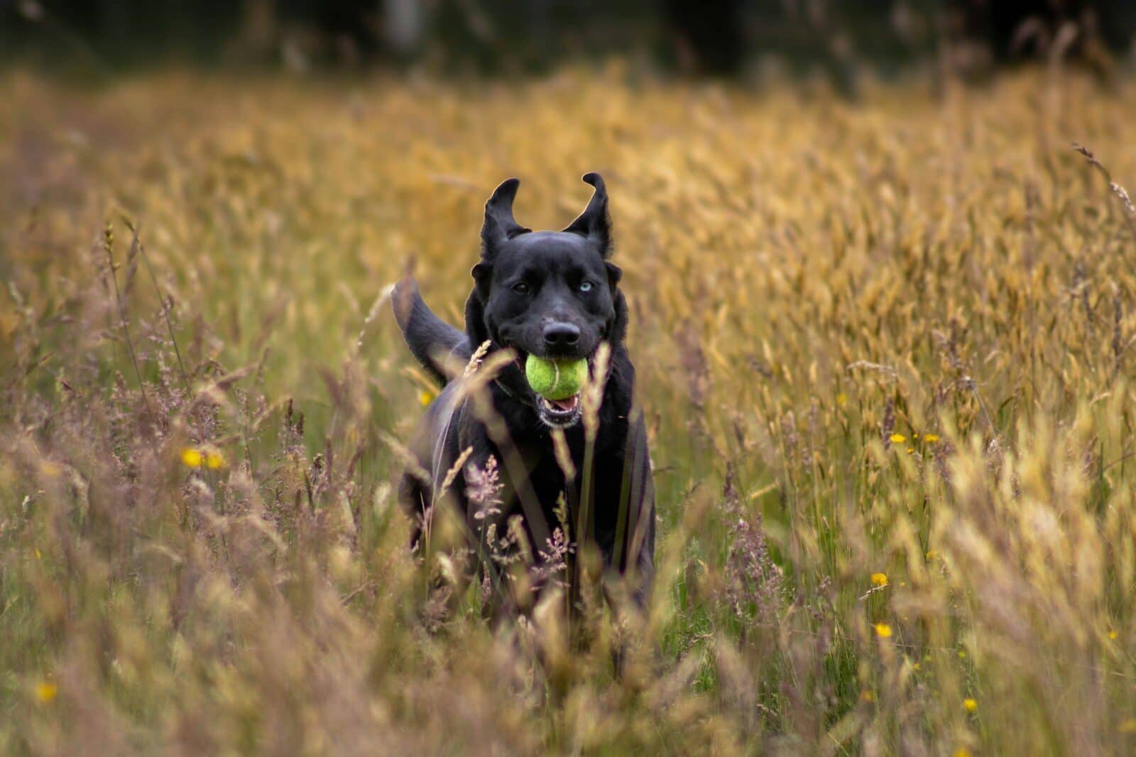 dog trainer in bethesda maryland