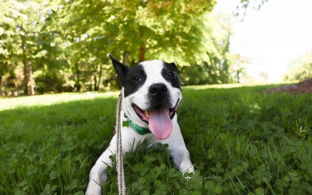 Finding a Dog Trainer in Alexandria, Virginia Who Understands Your Goals
